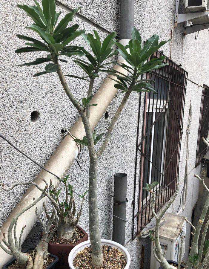 沙漠玫瑰的茎杆太细，想要它长粗一点该怎么办？