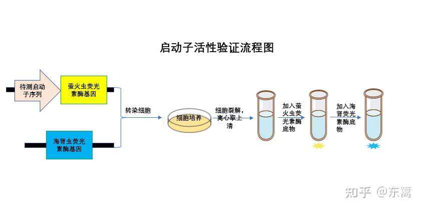 荧光素酶检测实验