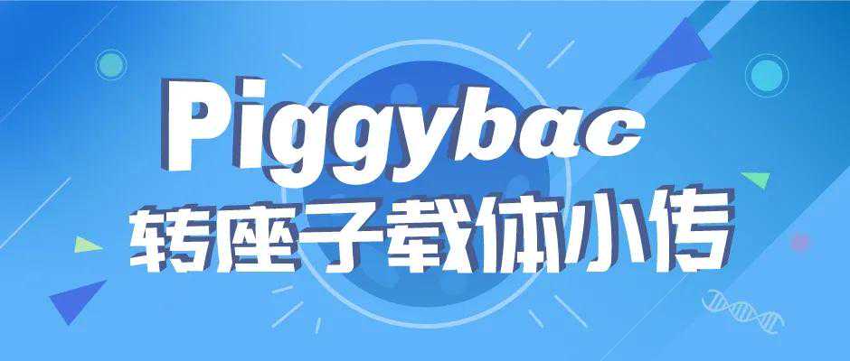 Piggybac转座子载体小传