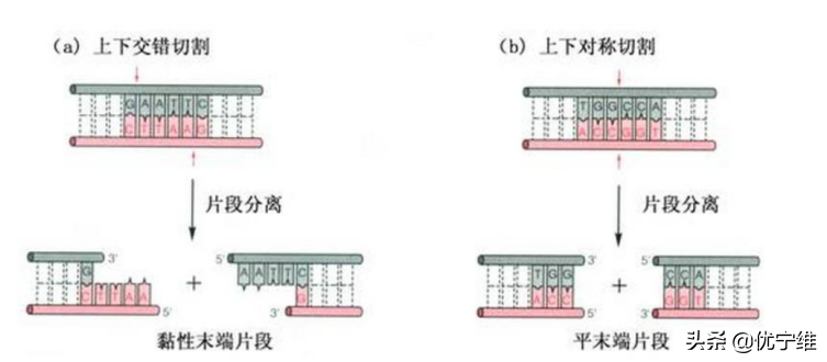 常见的传统载体构建系统
