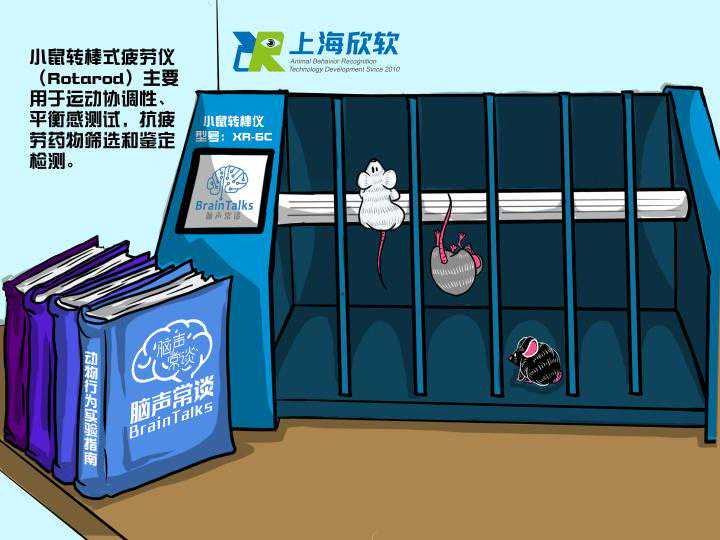 大小鼠转棒疲劳仪的使用方法与实验方法