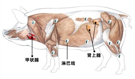 「猪病预警」呕吐毒素危害人畜安全，太可怕了！