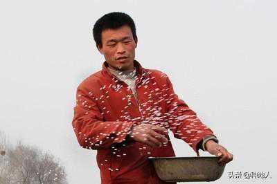 不懂氮，磷，钾作用的农民！请认真读完这篇文章！