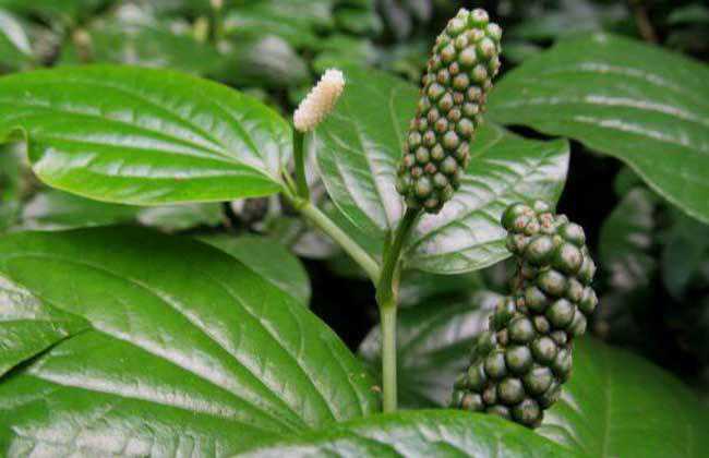 中药材荜茇