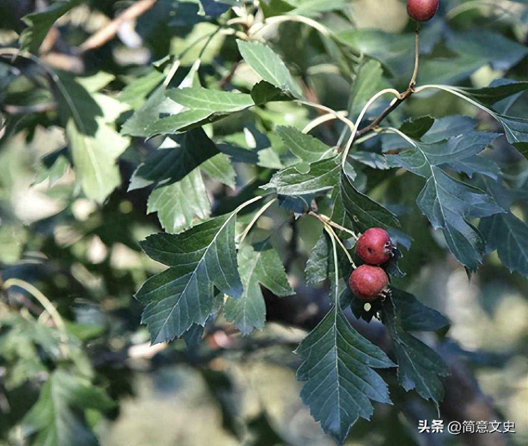 准噶尔山楂与普通山楂有何区别？准噶尔山楂有何价值？