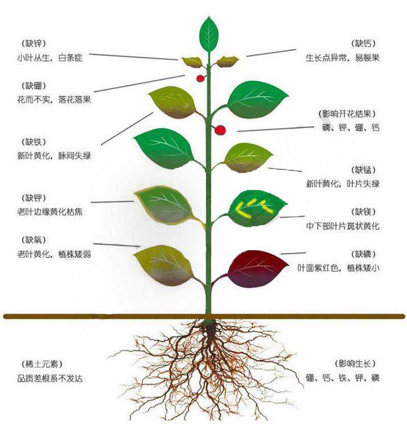 什么是液体肥？