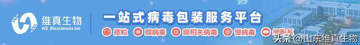 稳转细胞株构建原理