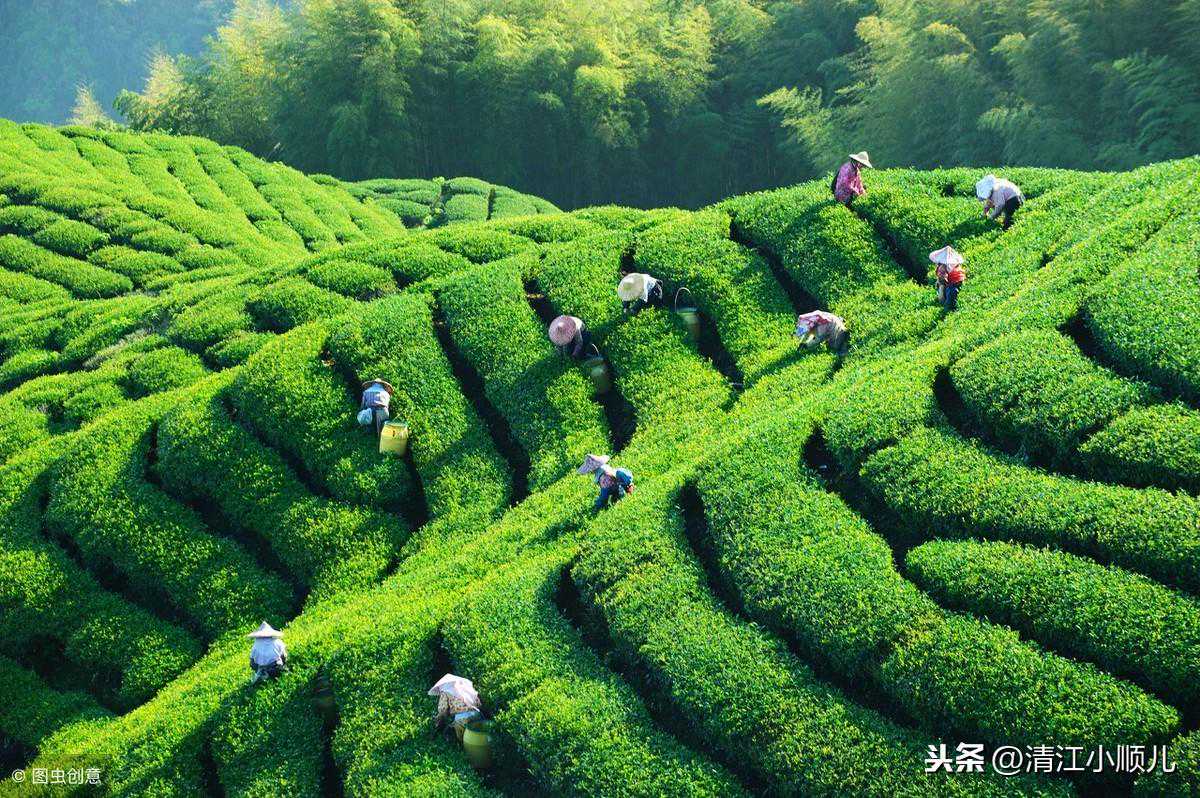 探究速溶茶及茶饮料深加工技艺，茶香芬芳韵味长